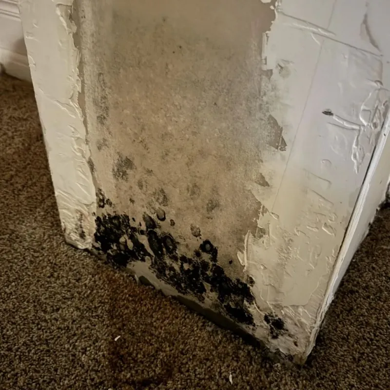 Professional Mold Removal in Hill City, KS